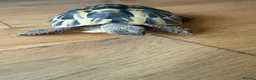 Hermann Tortoise reptiles for sale: Herman Tortoise - Advert 4