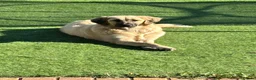 Mixed Breed dogs for sale: Dog for sale in Lee-on-the-Solent - Advert 4