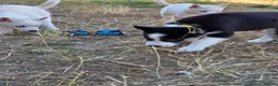 Huskita dogs for sale: Puppies for sale - Advert 23