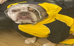 Dorset Olde Tyme Bulldogge dogs for stud: Brock - Image 3