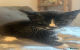 Mixed Breed cats for sale: Tabby kittens - Image 3