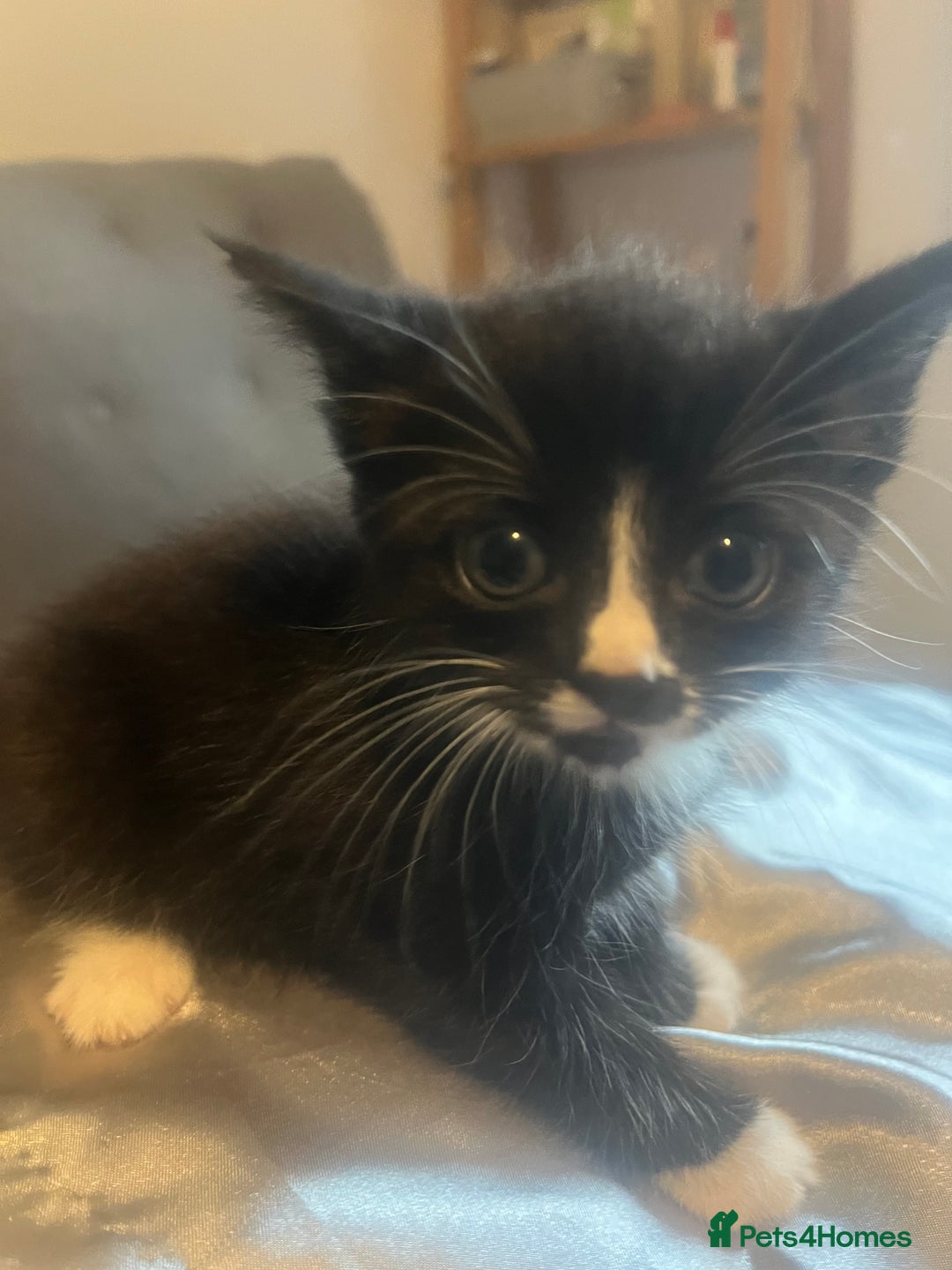 Mixed Breed cats for sale: Tabby kittens - Image 3