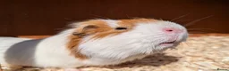 Guinea Pig rodents for sale: Male guinea pig - Advert 2