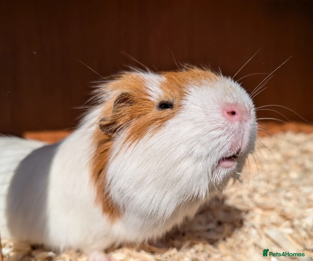 Guinea Pig rodents for sale: Male guinea pig - Advert 2