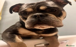 Dorset Olde Tyme Bulldogge dogs for sale: Olde English Bulldogge - Image 2