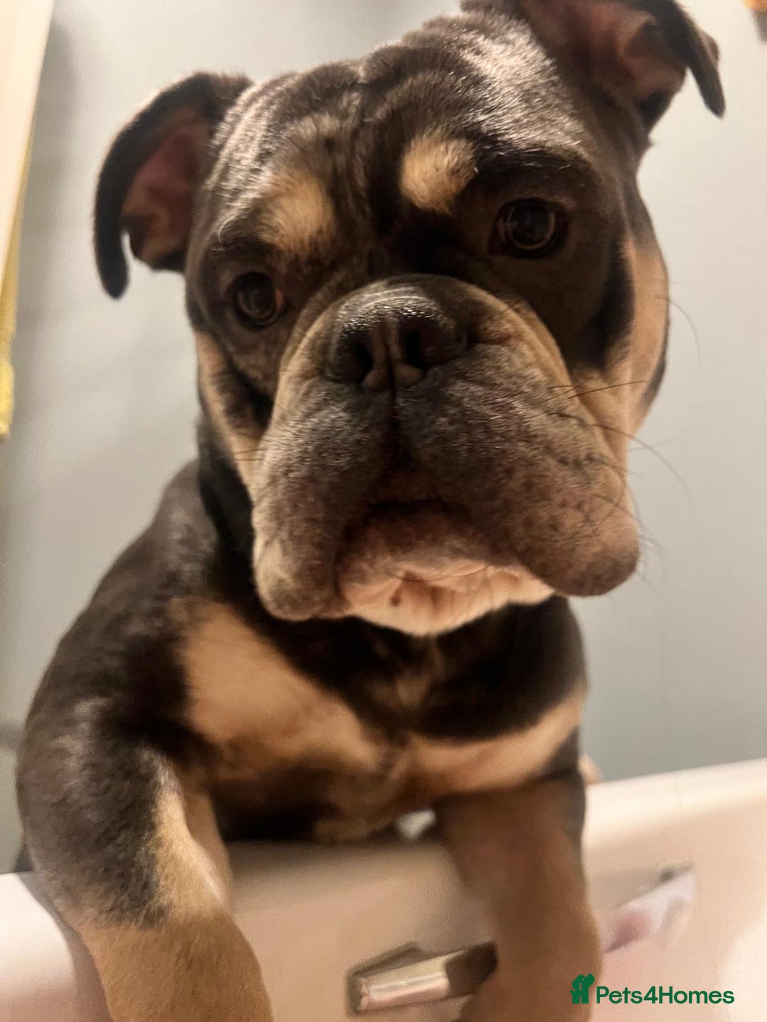 Dorset Olde Tyme Bulldogge dogs for sale: Olde English Bulldogge - Image 2