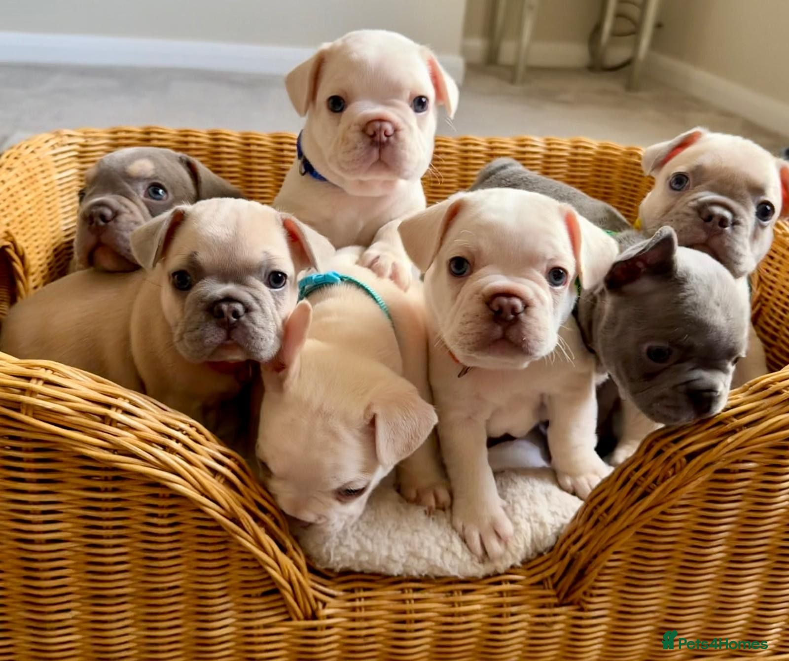 French Bulldog dogs Beautiful French Bulldog Puppies  - Advert 1