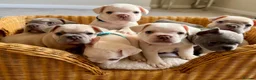 French Bulldog dogs for sale: Beautiful French Bulldog Puppies  - Advert 1