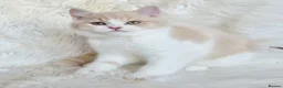 British Shorthair cats for sale: Gorgeous British shorthair kittens  - Advert 11