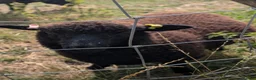 Sheep livestock for sale: Twin wether lambs for sale  in Norwich - Advert 9