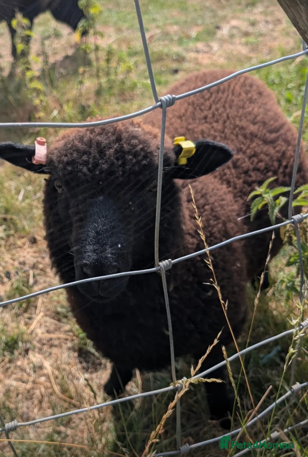 Sheep livestock for sale: Twin wether lambs for sale  in Norwich - Advert 9