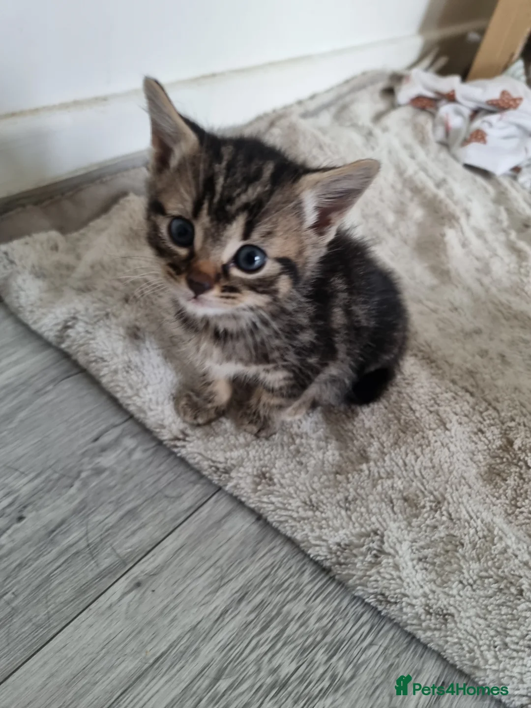 Mixed Breed cats for sale: Kittens  in Stoke-on-Trent - Advert 2