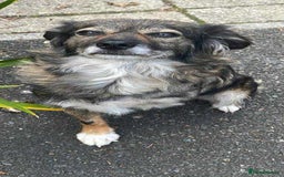 Mixed Breed dogs for adoption:   Meet Matilda – a Brave Little Tripaw  - Image 2