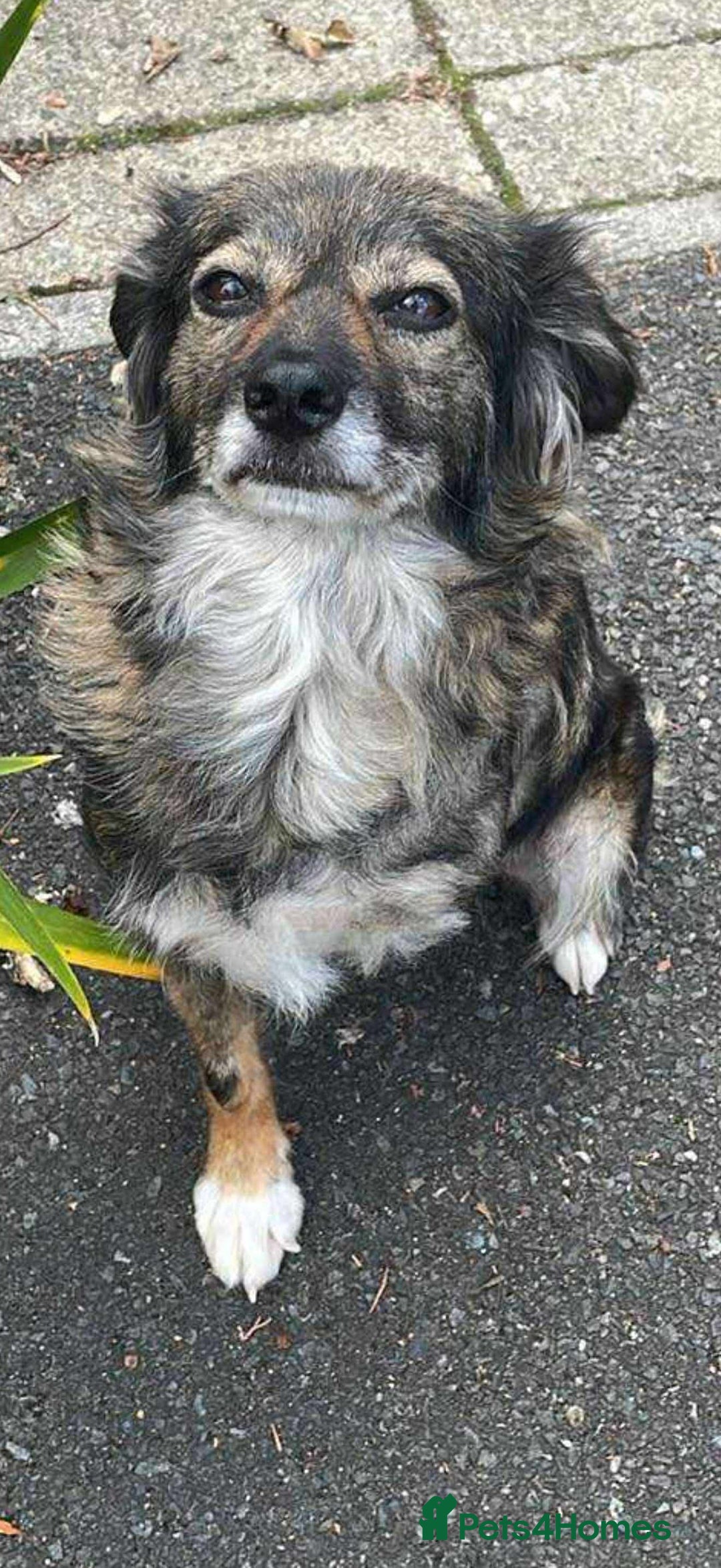 Mixed Breed dogs for adoption:   Meet Matilda – a Brave Little Tripaw  - Image 2