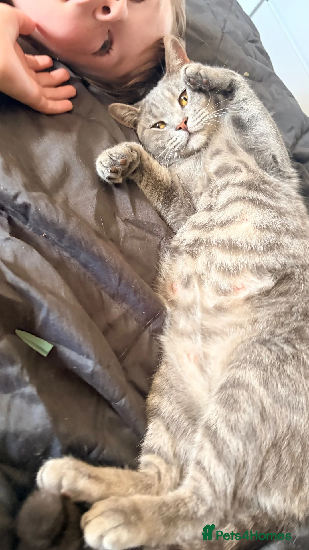 British Shorthair cats for sale: Two girls left looking for their forever homes  - Advert 12