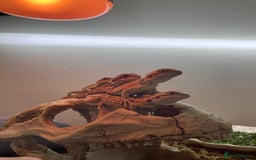 Bearded Dragon reptiles for sale: 5 baby bearded dragons for sale  - Image 10