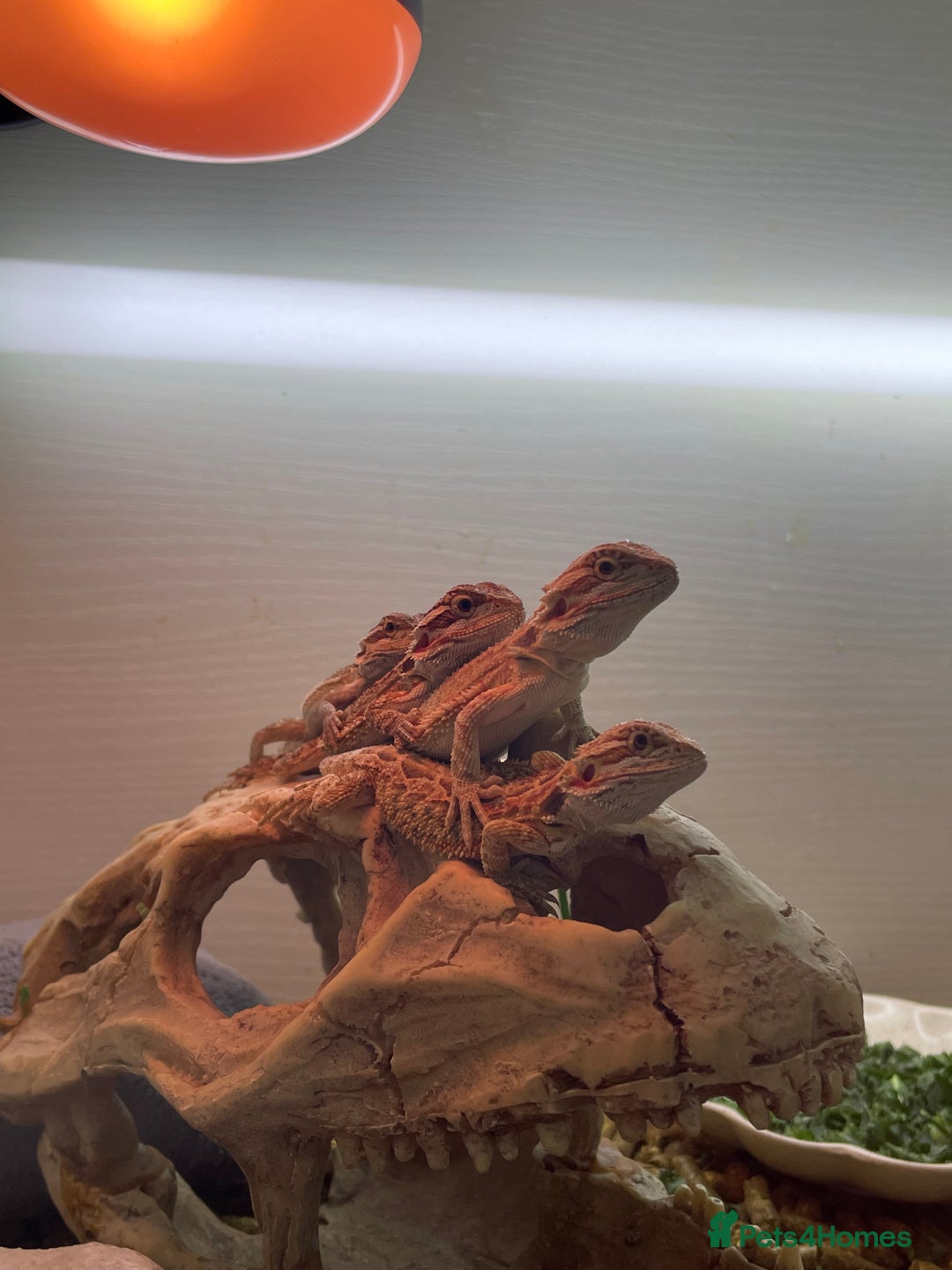 Bearded Dragon reptiles for sale: 5 baby bearded dragons for sale  - Image 10