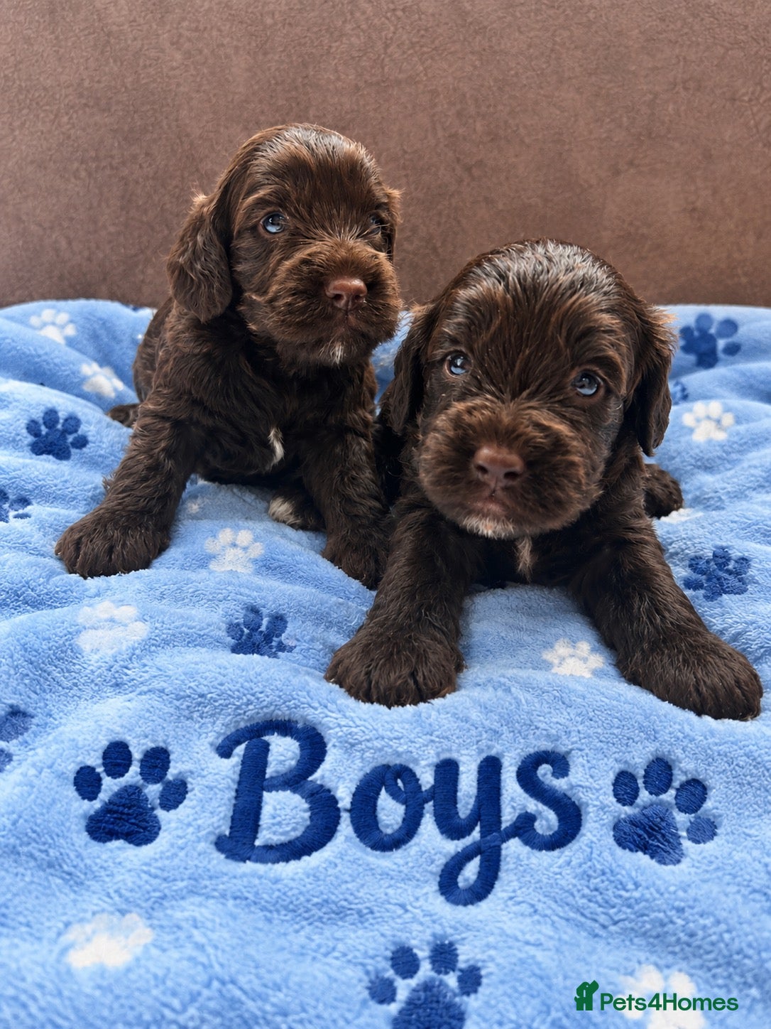 Cockapoo dogs F1 Toy Cockapoo Puppies - Advert 1