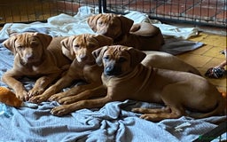 Rhodesian Ridgeback dogs for sale: LADYLIUWA KC REG. LITTER: LAST TWO PUPS FOR SALE in Grantham - Image 10