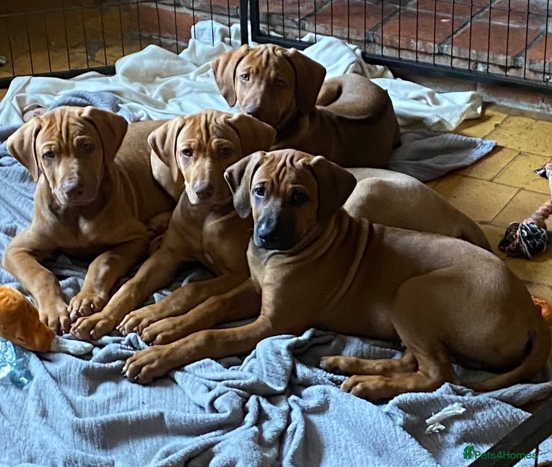 Rhodesian Ridgeback dogs for sale: LADYLIUWA KC REG. LITTER: LAST TWO PUPS FOR SALE in Grantham - Image 10