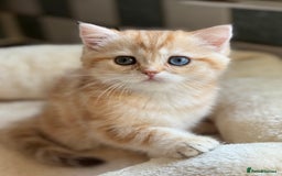 British Shorthair cats for sale: GCCF reg BSH Chocolate and Black Golden Kittens in London - Image 2