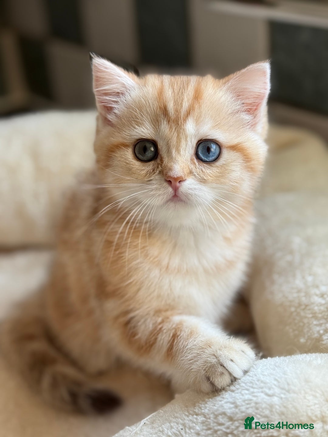 British Shorthair cats for sale: GCCF reg BSH Chocolate and Black Golden Kittens in London - Image 2