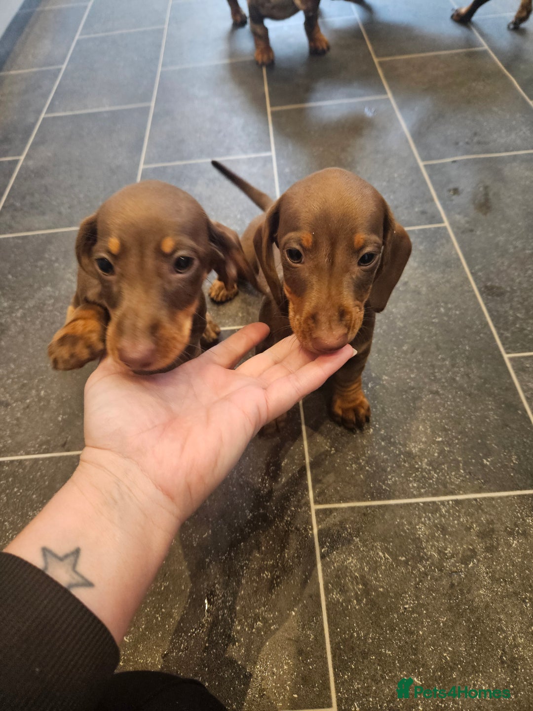 Dachshund dogs for sale: Miniature dauchaund  - Image 20