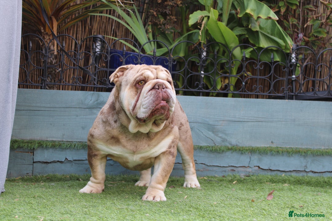 English Bulldog dogs for stud: Chocolate and tan Merle English bulldog  - Image 2