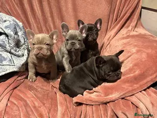 French Bulldog dogs French bulldog puppies - Advert 3