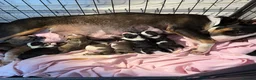 English Bull Terrier dogs for sale: English bull terrier puppies - Advert 2