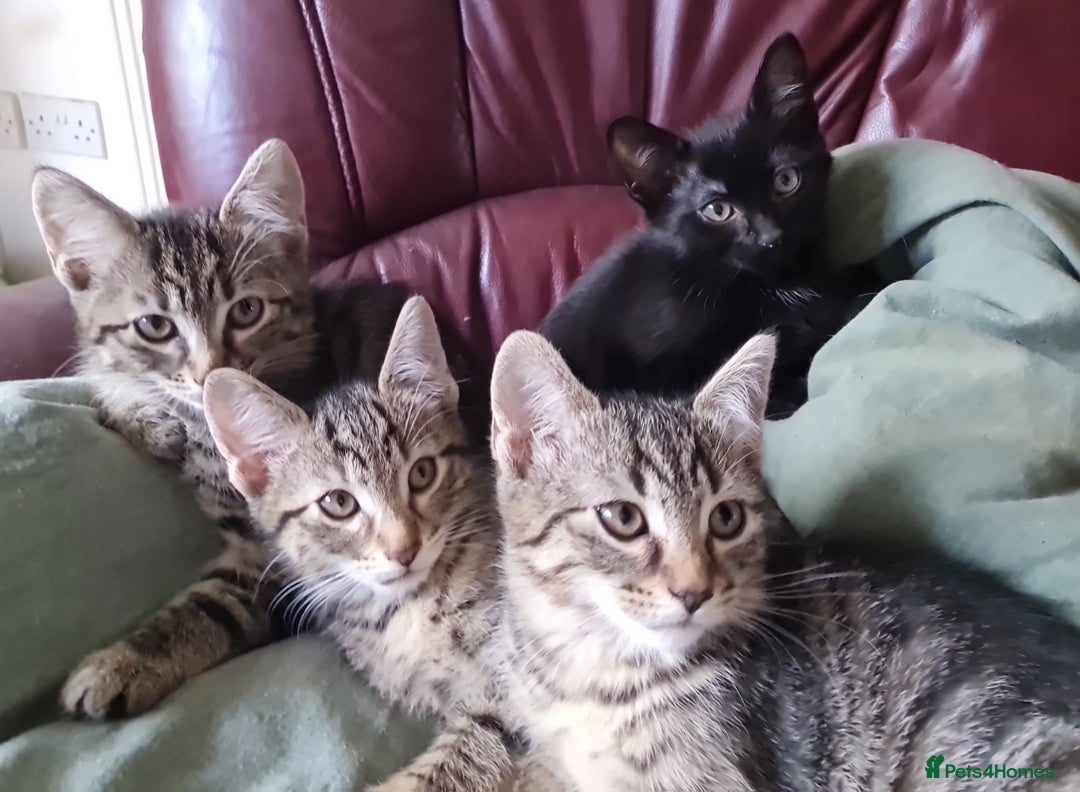 Mixed Breed cats for sale: Mixed breed kittens for sale! - Image 2