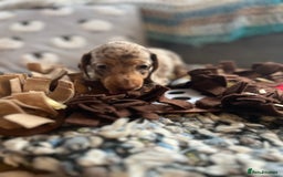 Miniature Dachshund dogs for sale: Miniature dachshund puppies short haired - Image 5