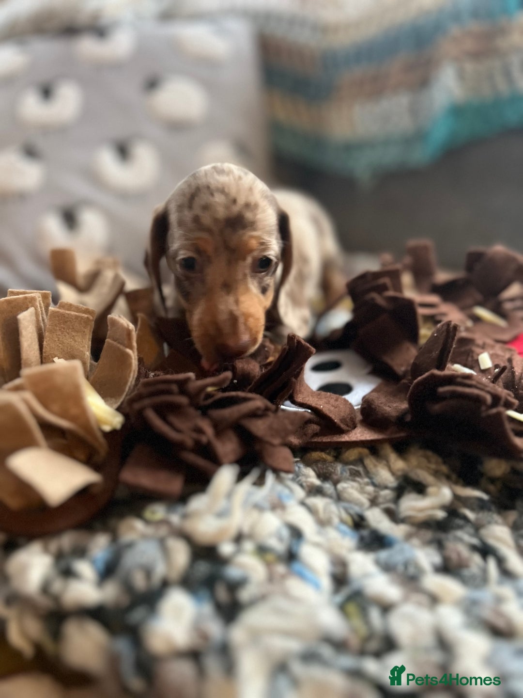 Miniature Dachshund dogs for sale: Miniature dachshund puppies short haired - Image 5
