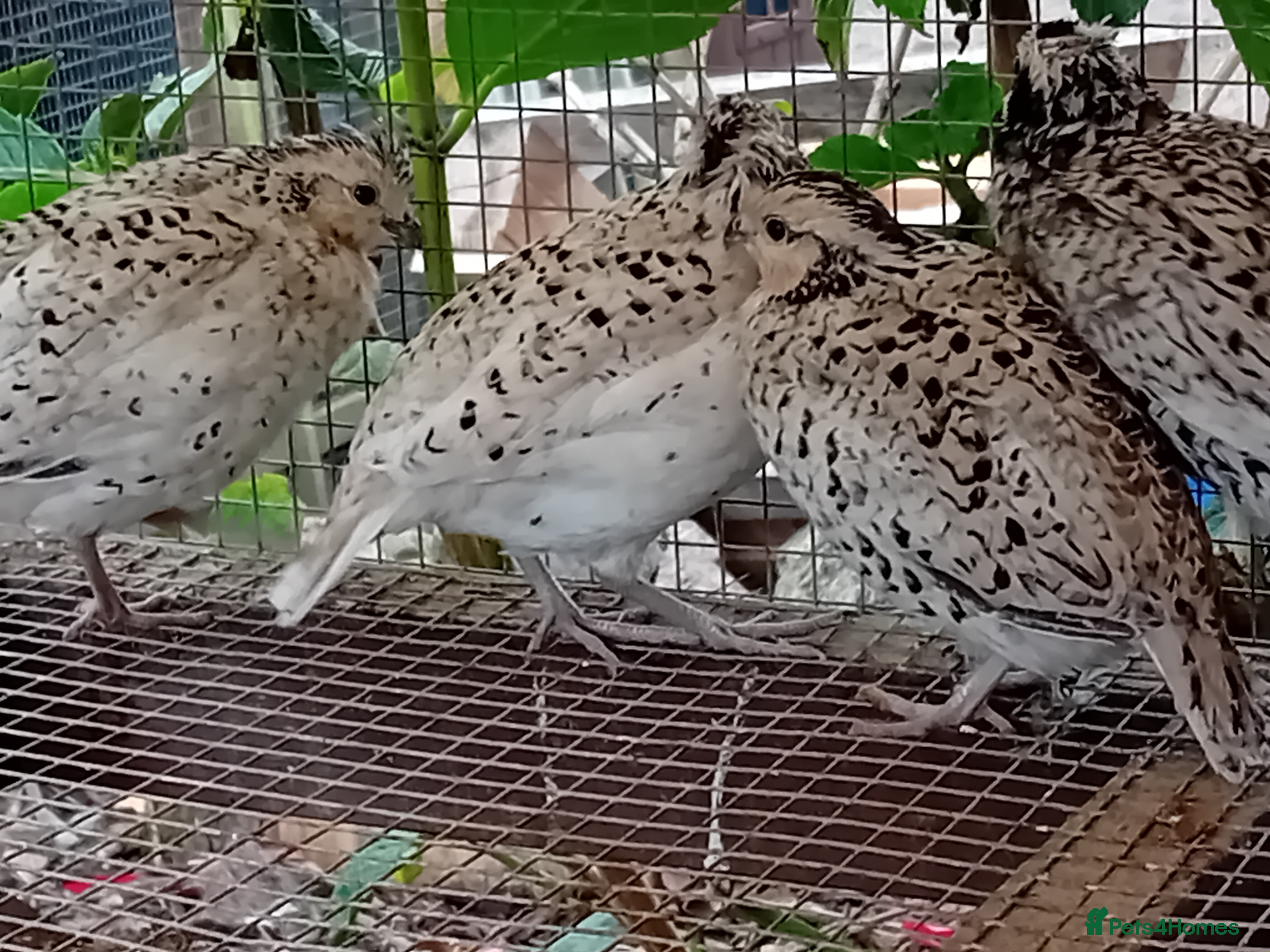 Quail poultry Snowflake Bobwhite [3 females + 1 male] - Advert 16