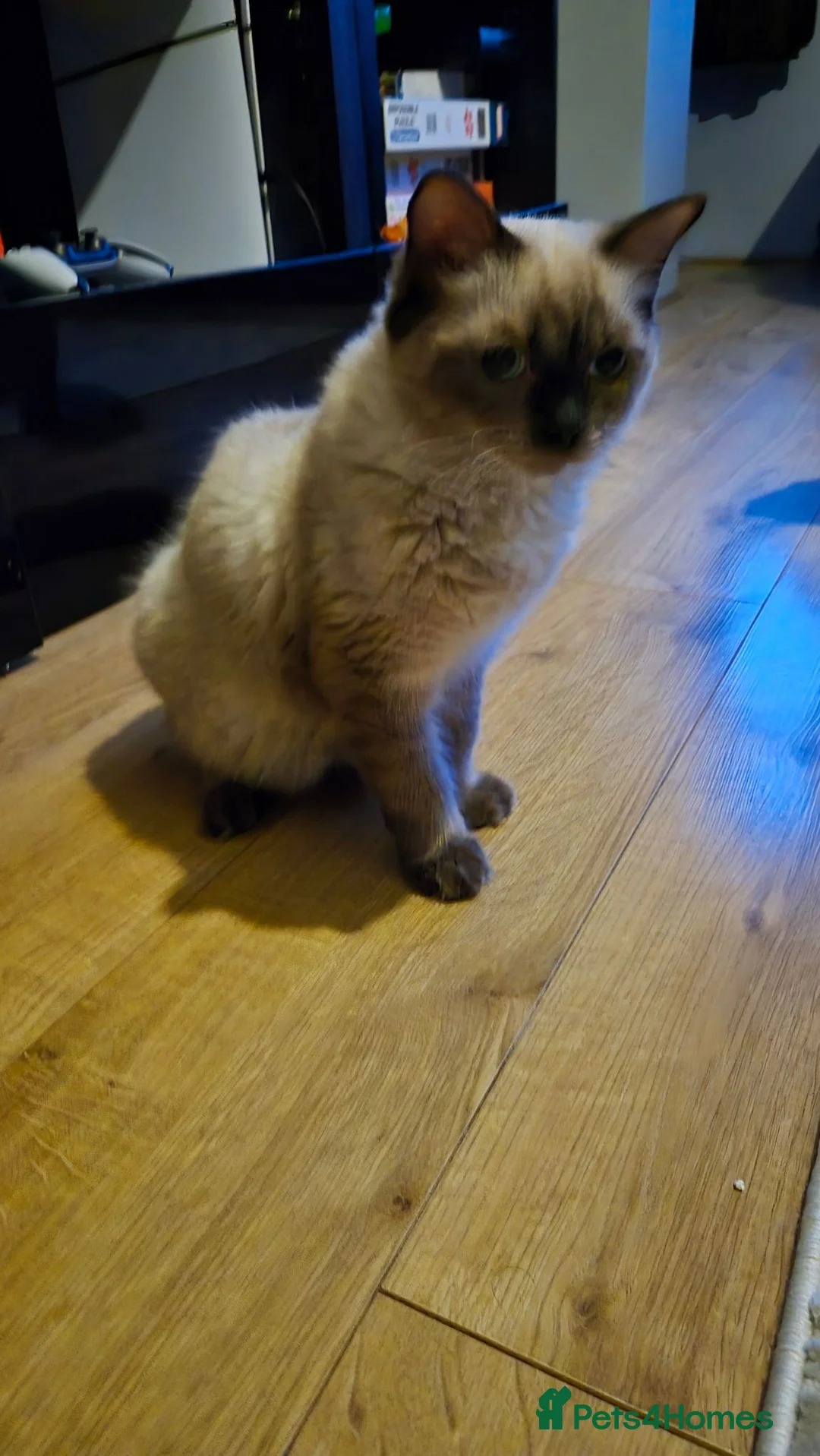 Ragdoll cats for sale: Chocolate point ragdoll in Dagenham - Advert 2