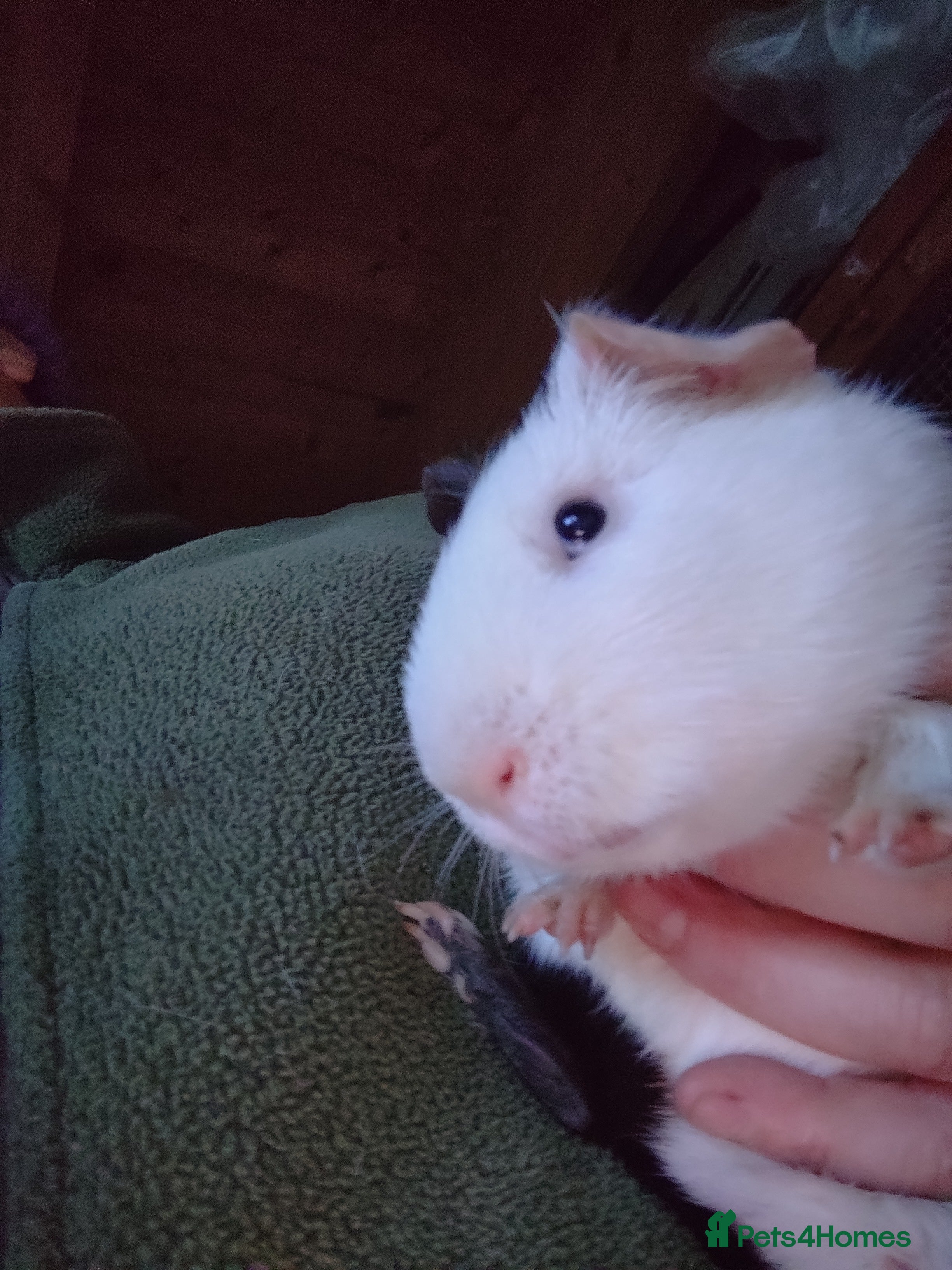 Guinea Pig rodents One young adult male and two baby males - Advert 18
