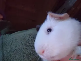 Guinea Pig rodents One young adult male and two baby males - Advert 18