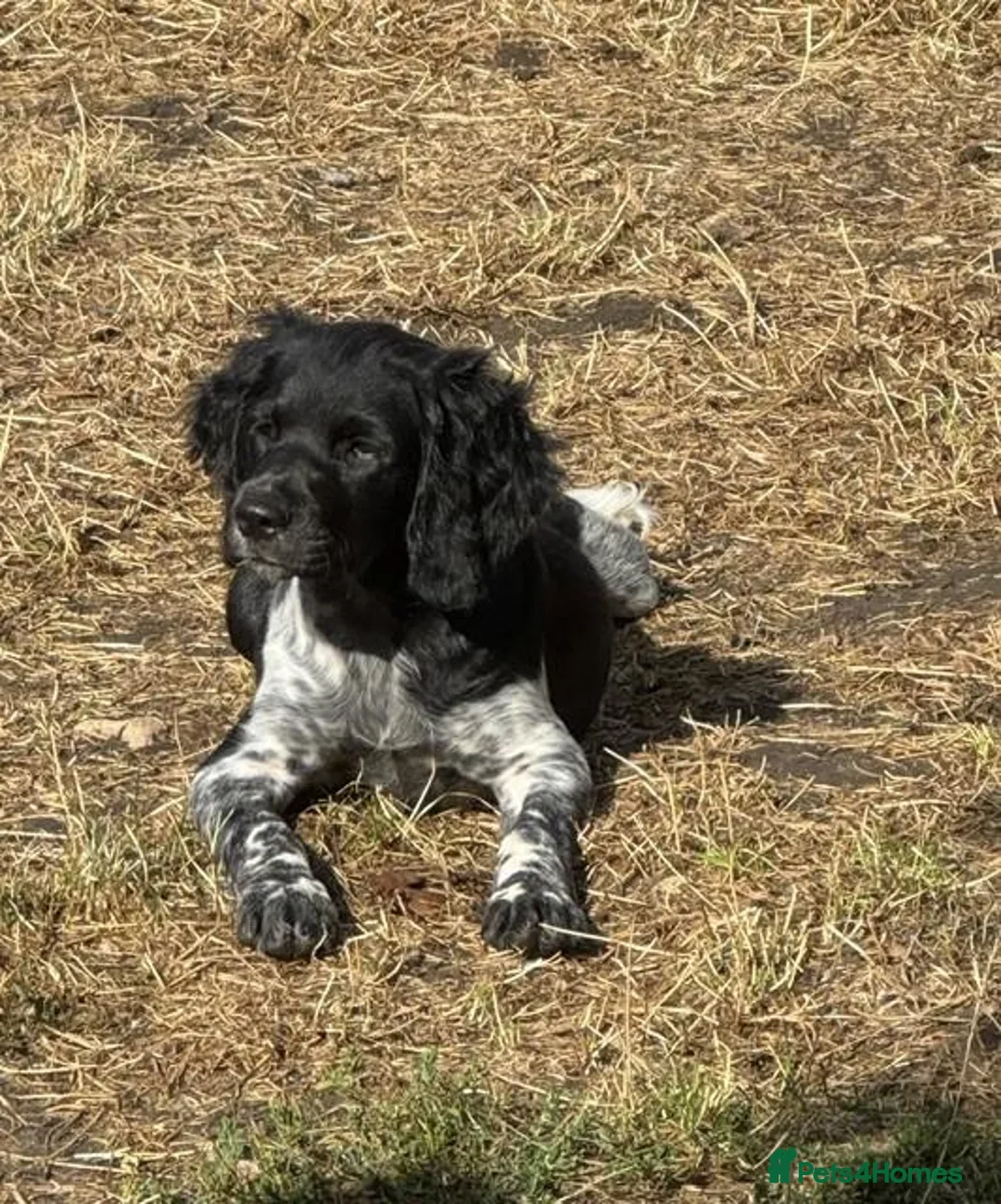 Brittany Spaniel dogs for sale: Stunning Brittany Spaniel - Advert 9