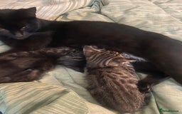 Domestic Shorthair cats for sale: Male 8 week kitten  - Image 7