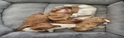 Cockapoo dogs for sale: Absolutely stunning golden f1 cockapoos - Advert 5