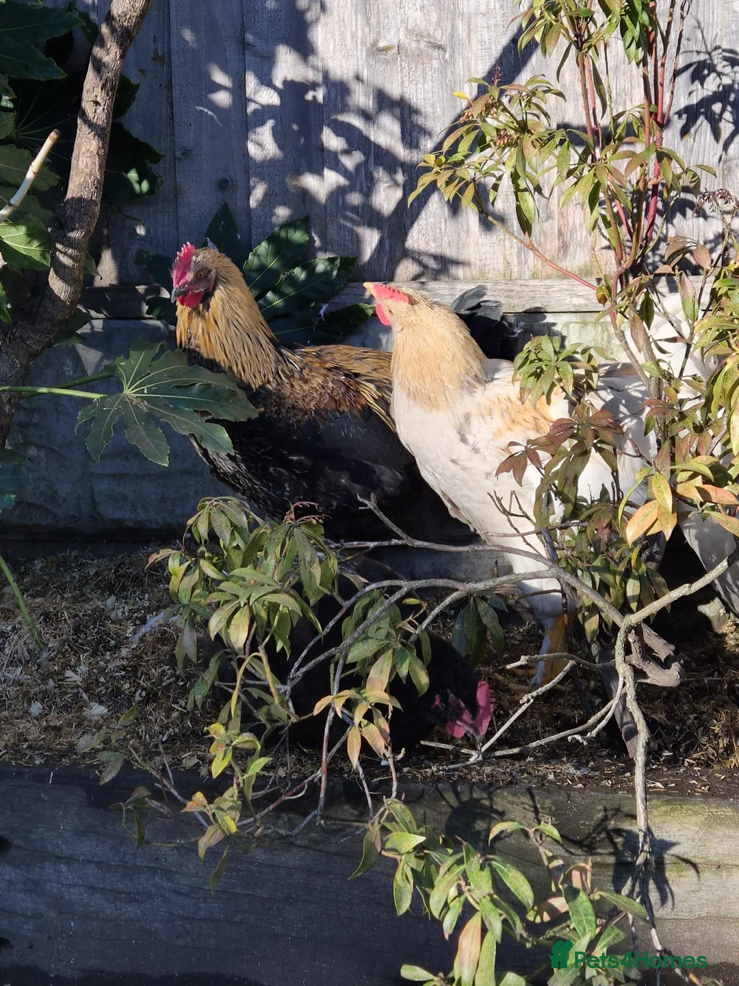 Chickens poultry for sale: Stunning , boy for a good home - Advert 6