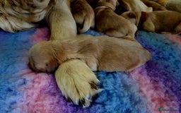 Golden Retriever dogs for sale: 🐕‍🦺Beautiful Pedigree Golden Retriever Puppies🦮 - Image 30