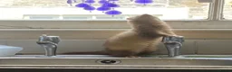 Mouse rodents for sale: Nanny mice wanted in Bath - Advert 1