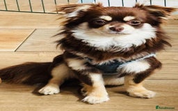 Chihuahua dogs for sale: Pure Breed Chihuahua  - Image 23