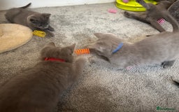 Russian Blue cats for sale: Russian Blue Kittens  - Image 29