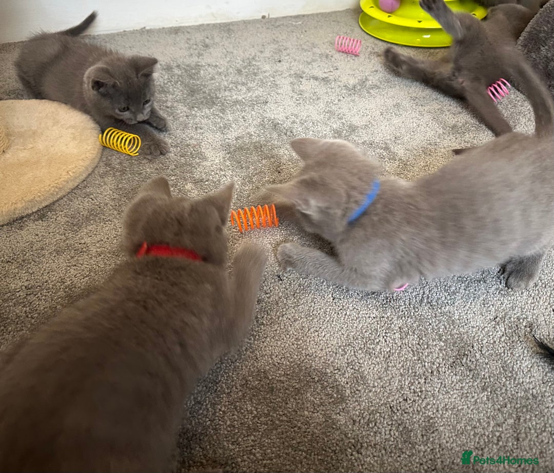 Russian Blue cats for sale: Russian Blue Kittens  - Image 29