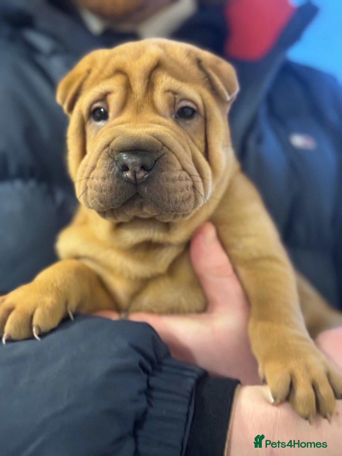 Shar Pei dogs sharpei puppys  - Advert 1