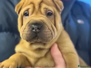 Shar Pei dogs sharpei puppys - Advert 1