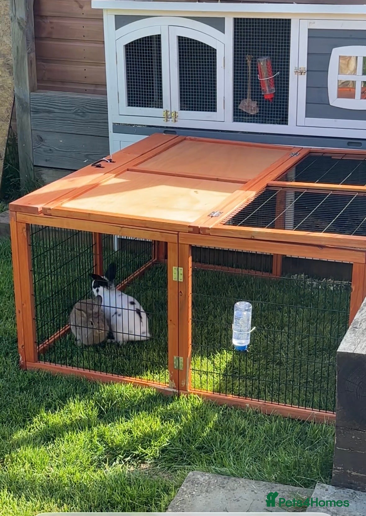 Mixed Breed rabbits Male and female rabbit including hutch & run - Advert 24