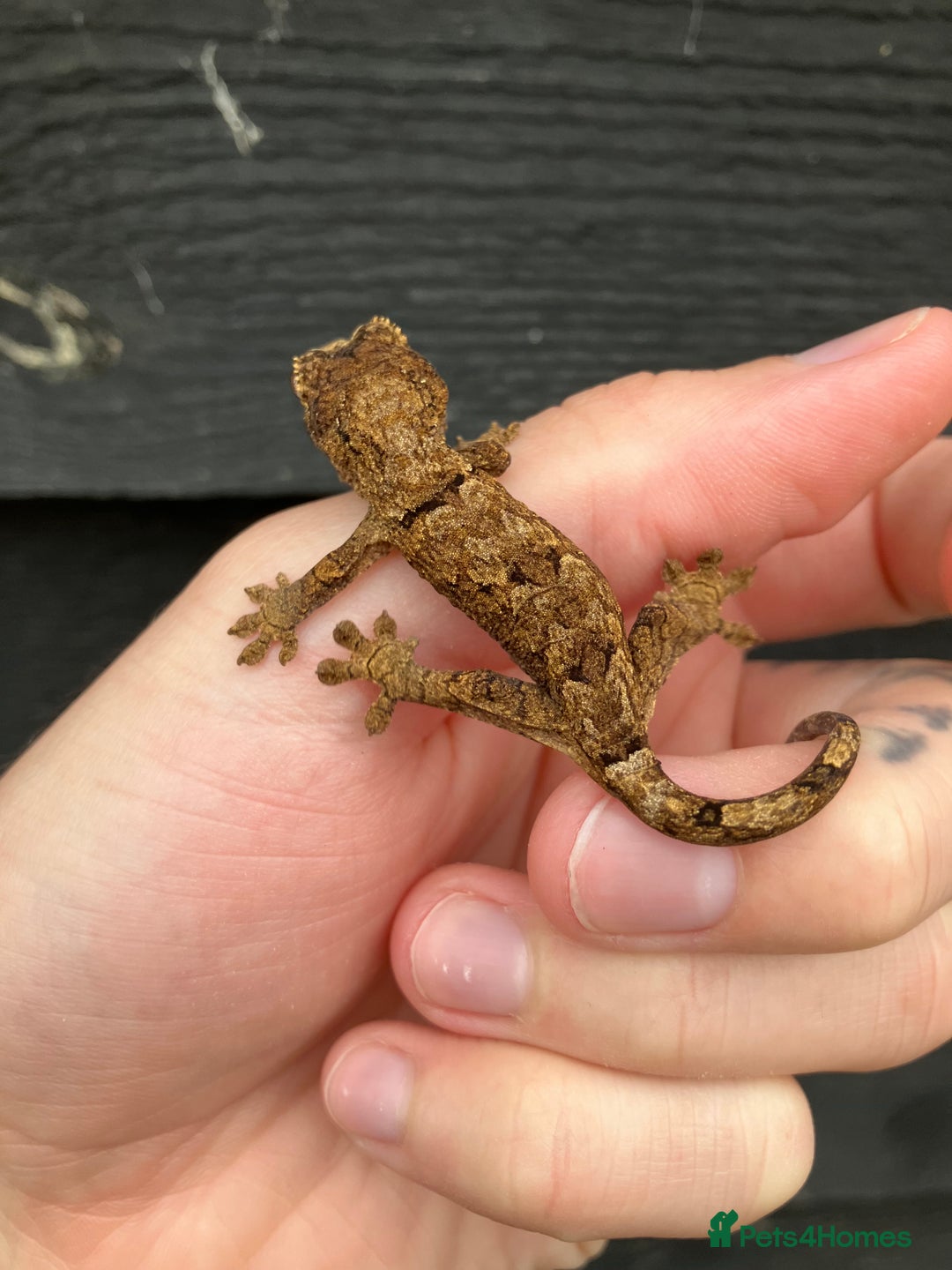 Gecko reptiles for sale: Crimson Giant Day & Chahoua Mossy Geckos - Image 8
